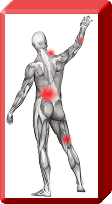 Muscles and Trigger Points of Body